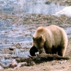 Grizzly Bear having dinner