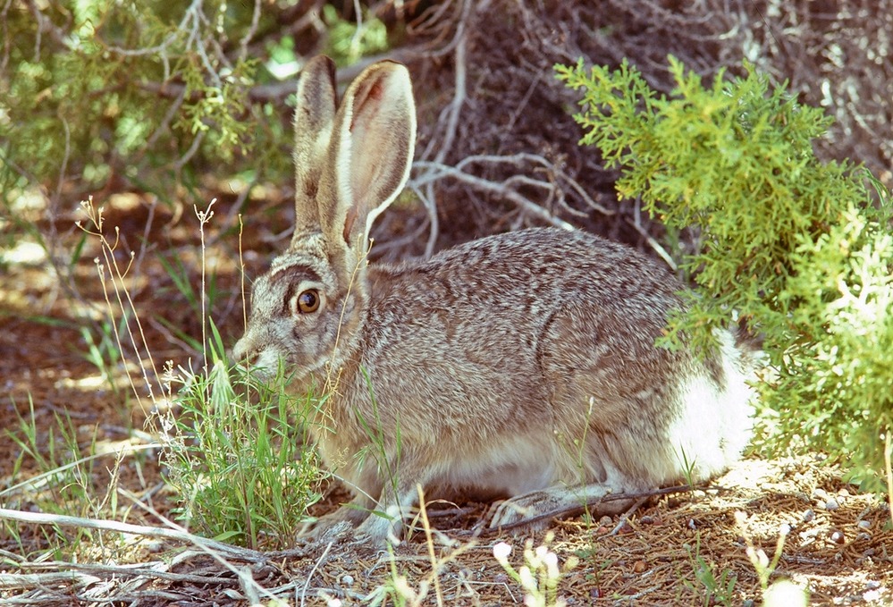 Jackrabbit