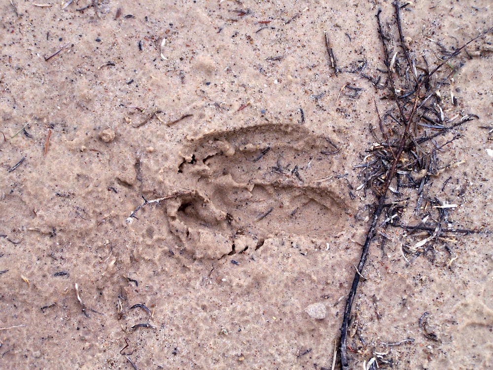Mule deer tracks, Fossil Discovery Trail