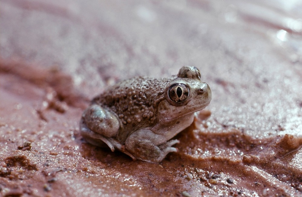 Spadefoot Toad