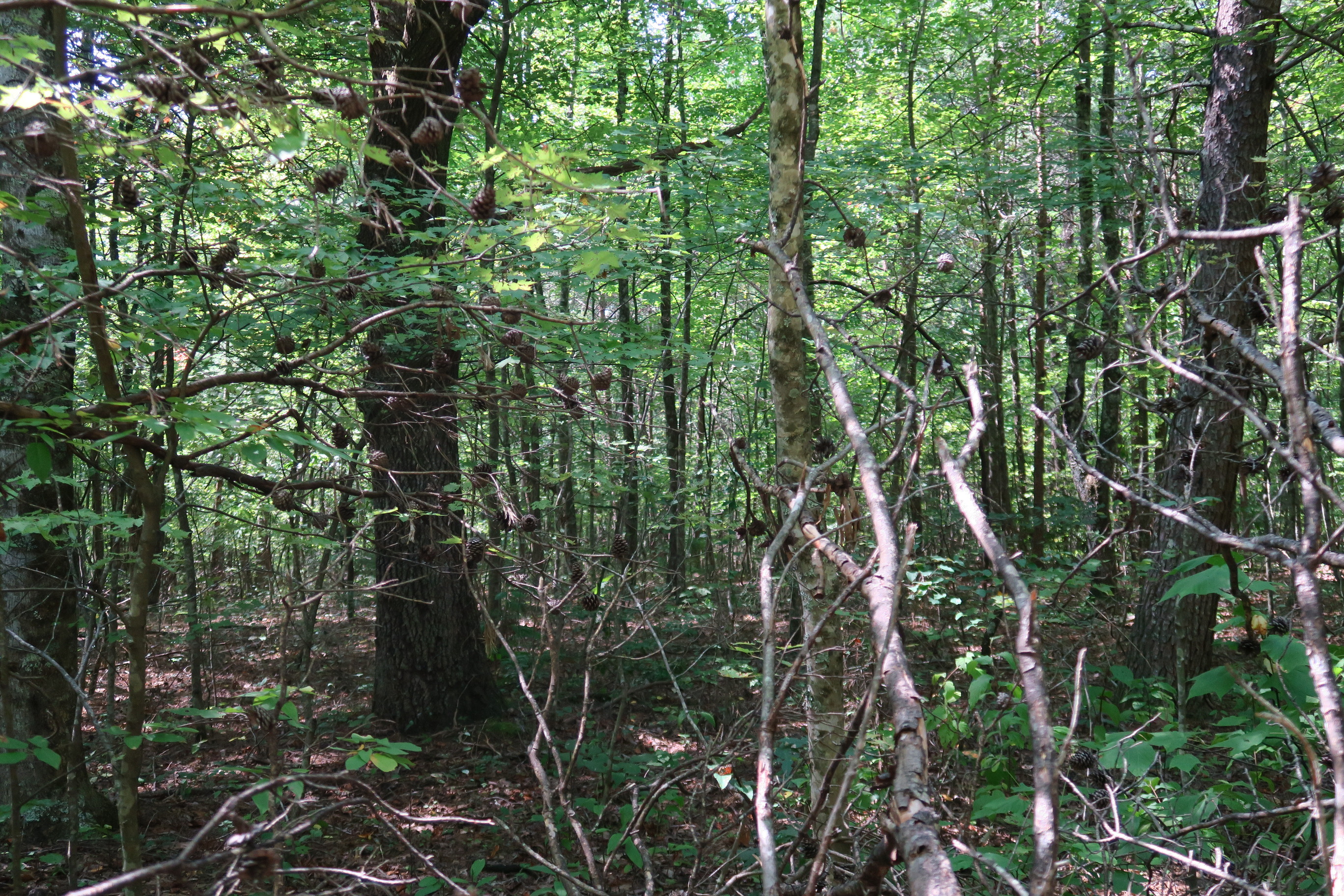 GRSM Accuracy Assessment. Plot Code: GRSM_AA_0890_5