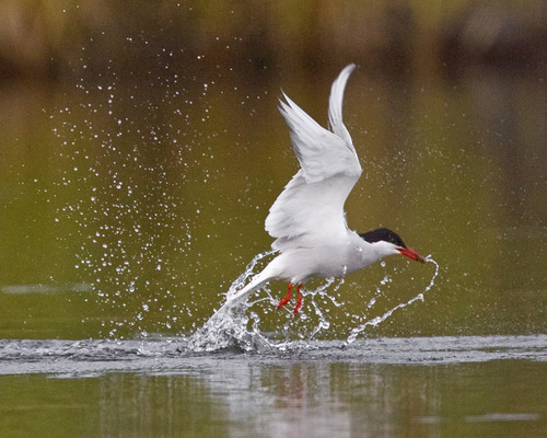 white and black bird diving into water