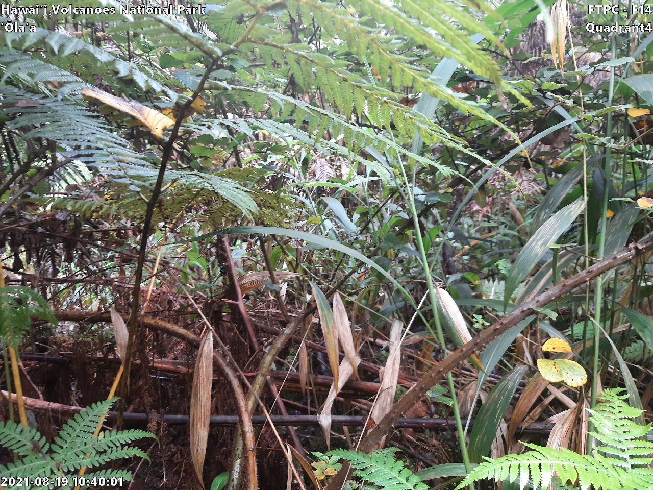 Eye-level view of plant community at monitoring site