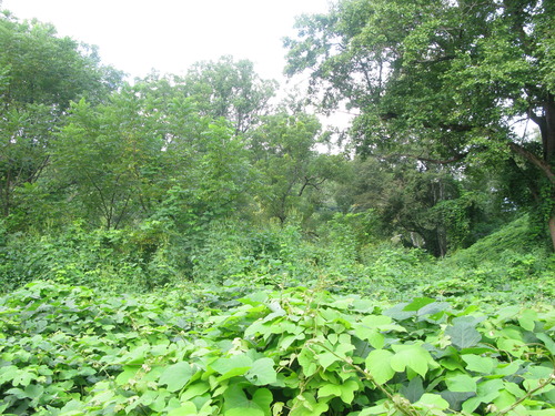 GRSM Accuracy Assessment. Plot Code: GRSM_AA_0347_5