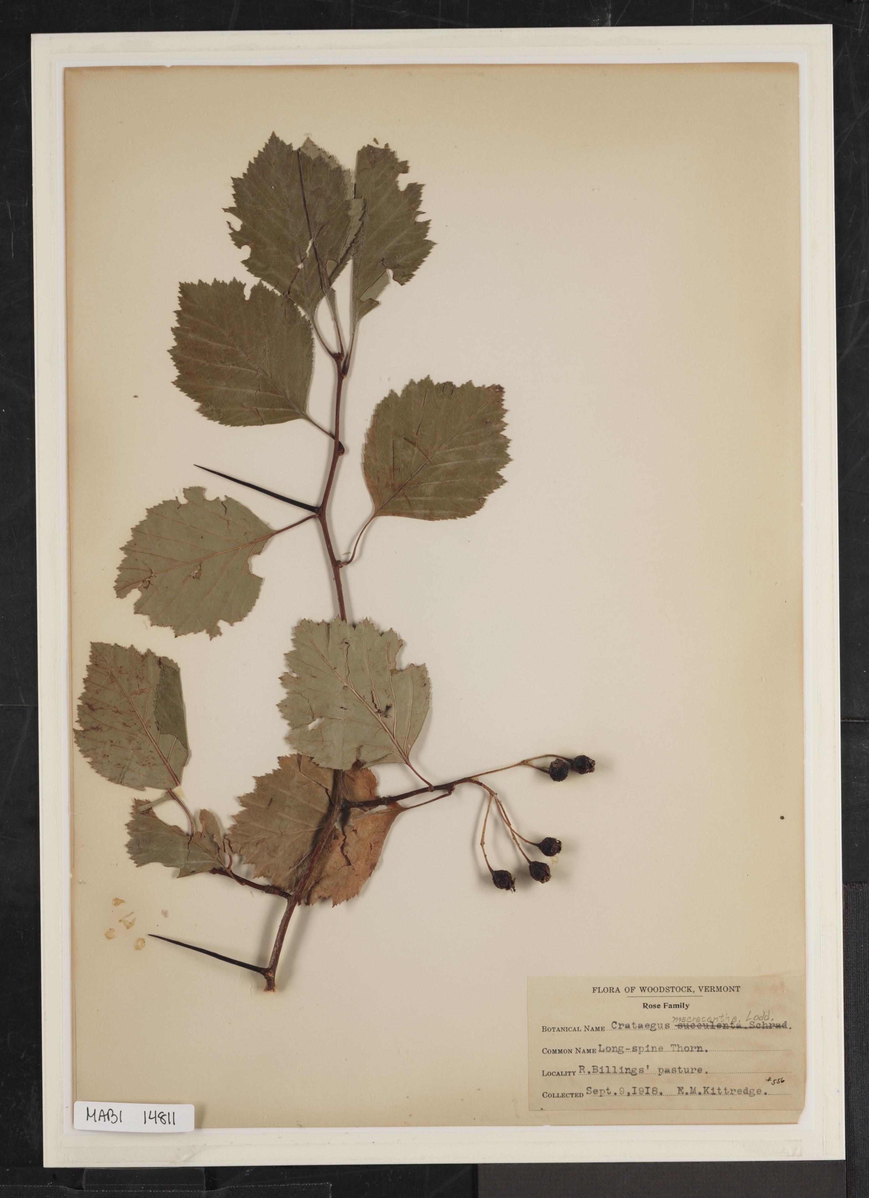 Preserved biological specimen on paper.