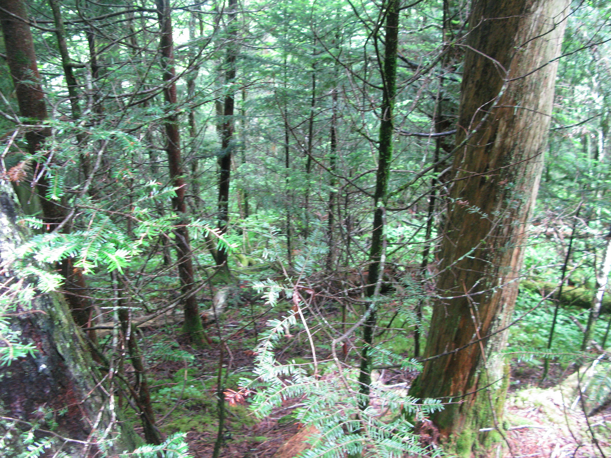 GRSM Accuracy Assessment. Plot Code: GRSM_AA_0682_2