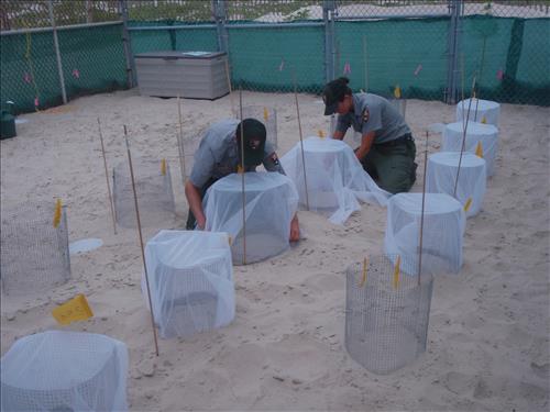 Sea turtle egg corral work at Padre Island National Seashore in 2008.