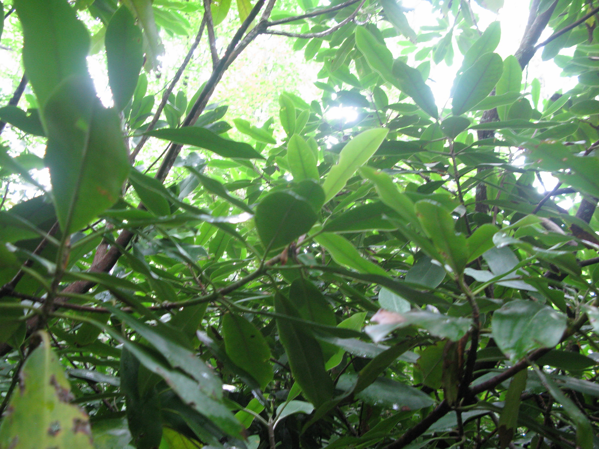 Plot Code: GRSM_AA_0549_4