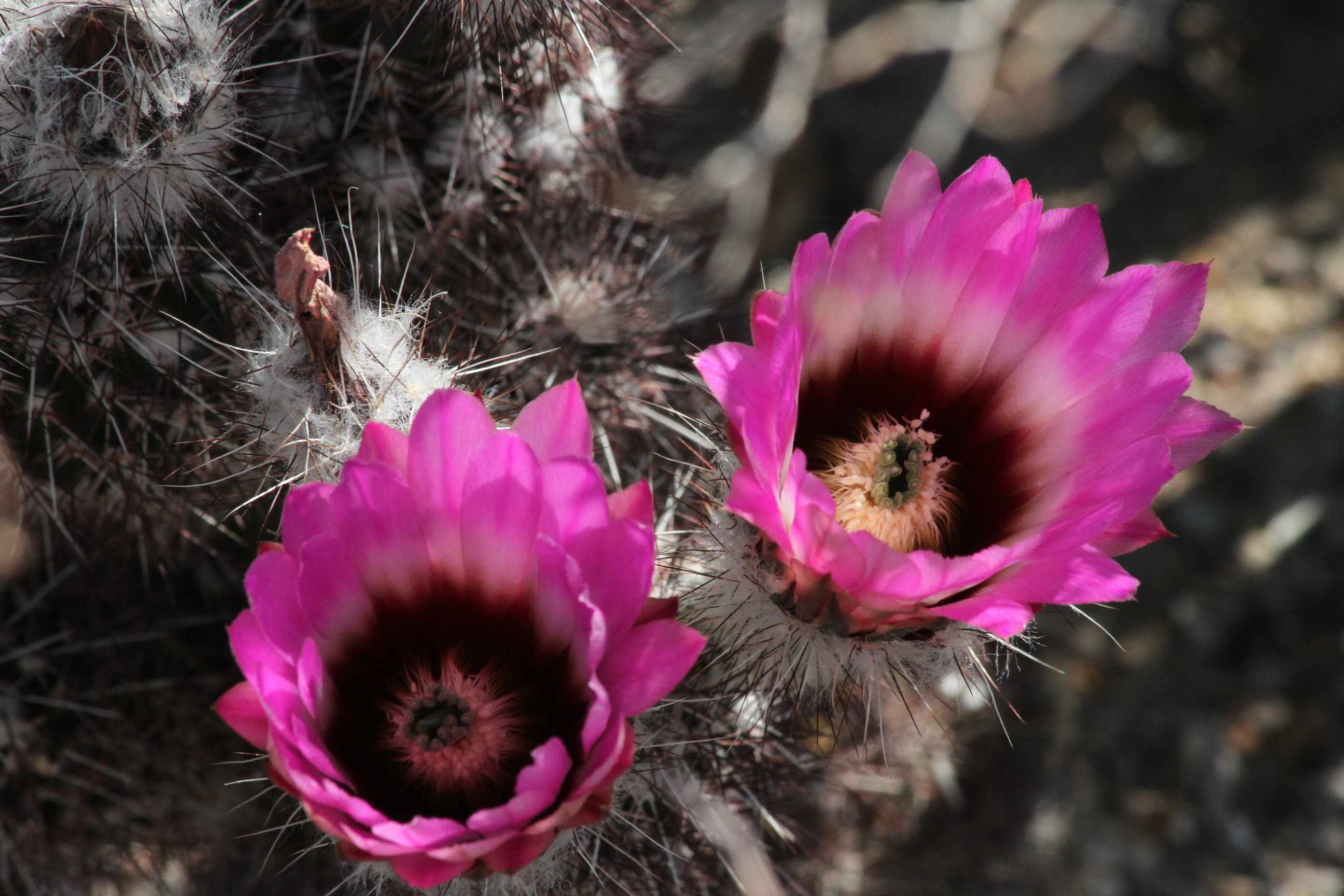 Pink-purple cup shaped flowers bloom from a low growing cactus.