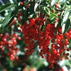 Choke Cherry