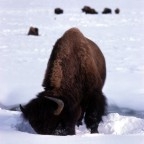 Bison in the snow