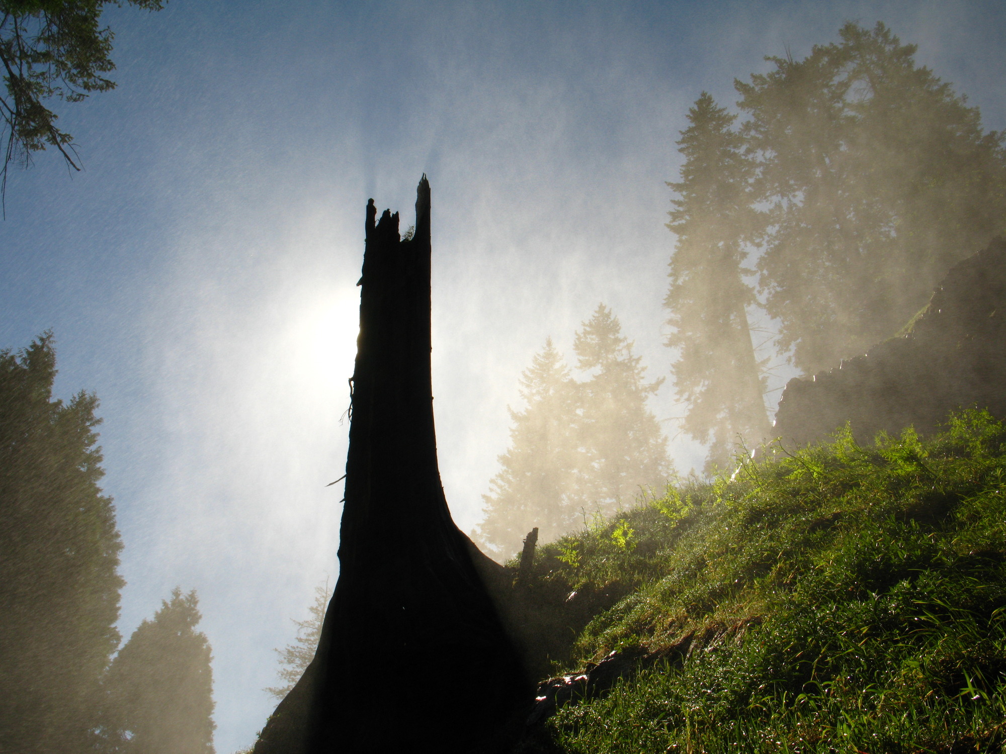 The tall snag of a stump is backlit by sun and mist.