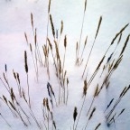 Grasses in the snow