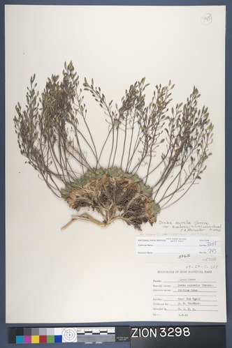Herbarium Specimen Sheet 3298