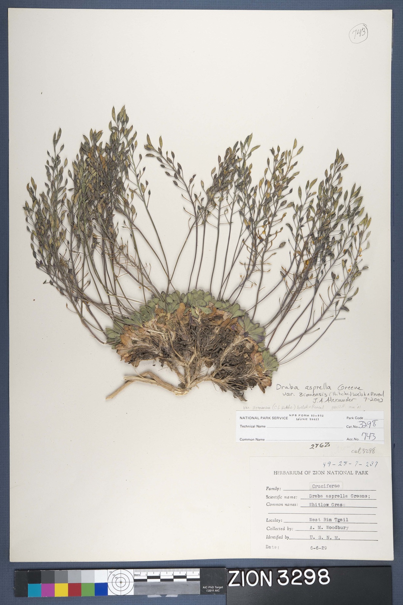 Herbarium Specimen Sheet 3298
