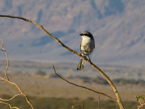 A gray bird on a bare branch.