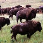 Herd of Bison