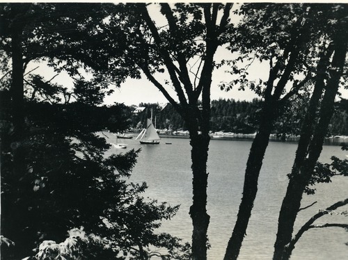 SAILBOAT FRAMED BY TREES