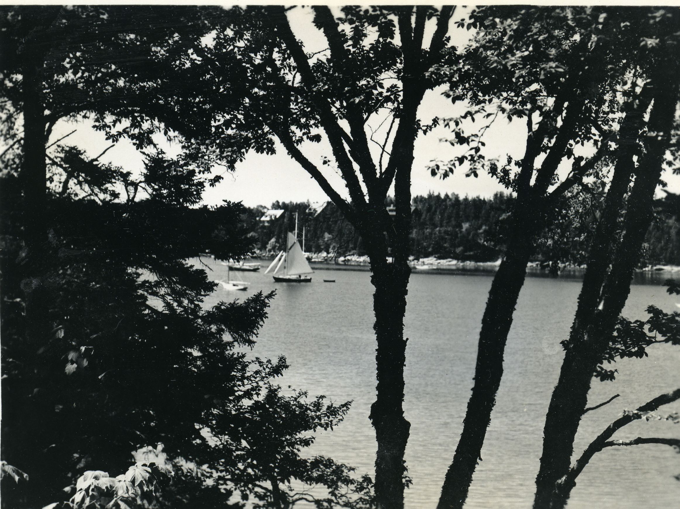 SAILBOAT FRAMED BY TREES
