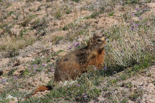 Yellow-bellied Marmot