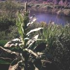 Mullen big leafy plant