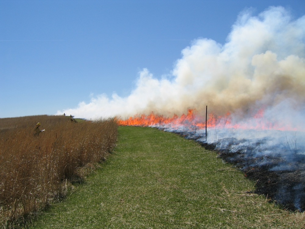 Carefully planned fires take advantage of the wind and other conditions to burn specific portions of the prairie. Firefighters look on from the unburned side of the trail.