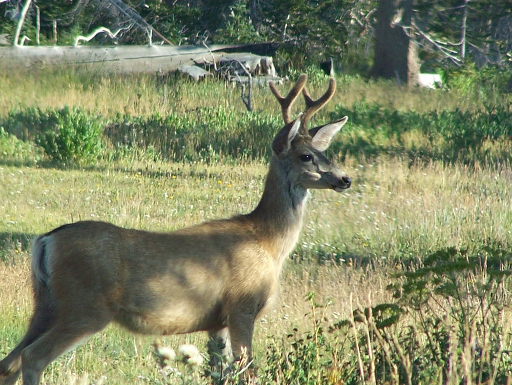 Mule Deer