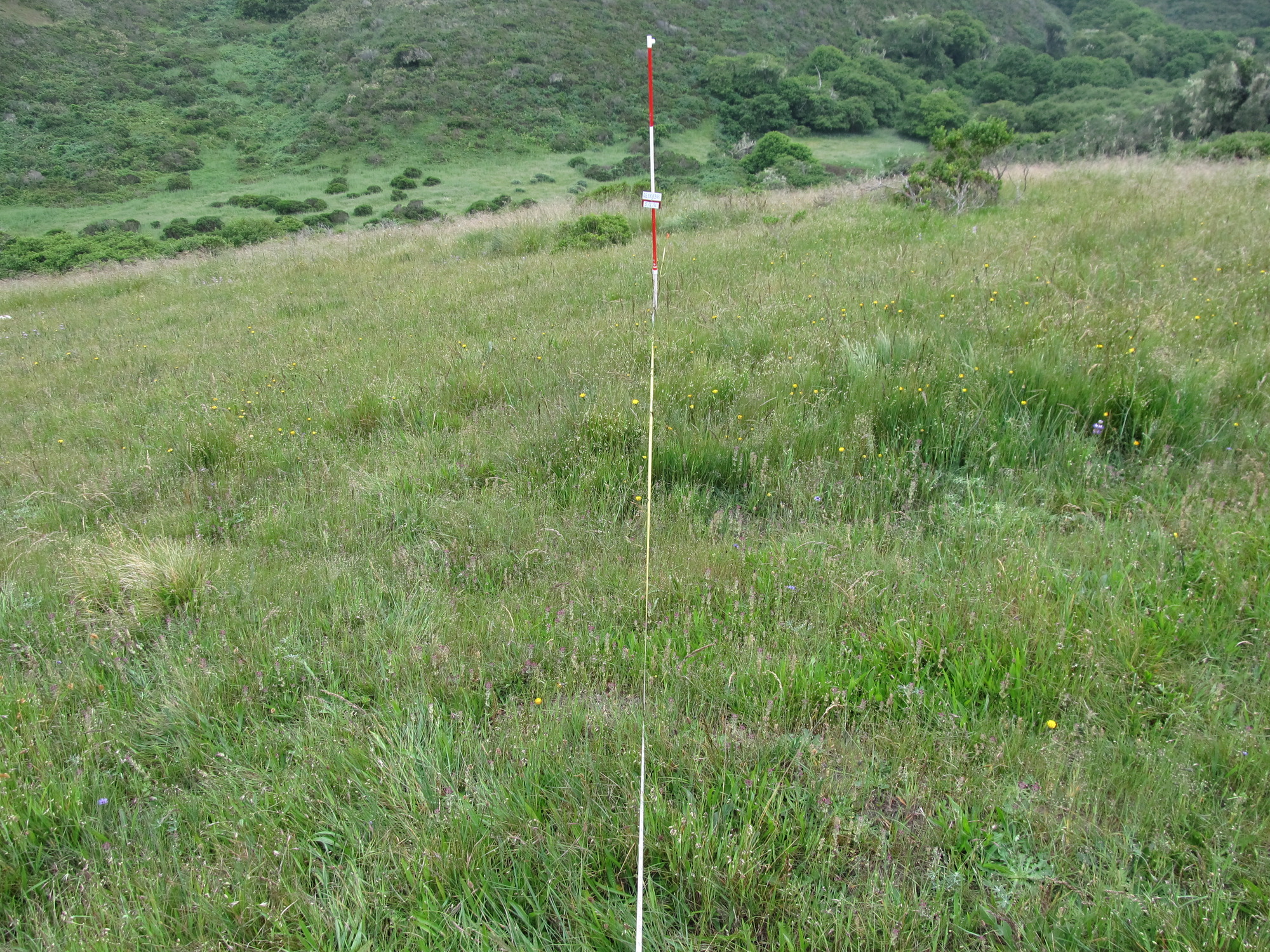 Eye-level view from the center point of a plant community monitoring plot
