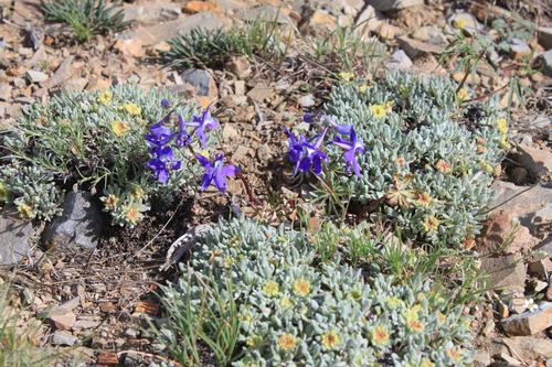 small bright purple flowers growing among clusters of  small light green leaves dotted with round yellow buds