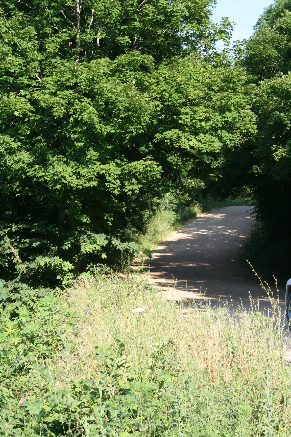 A curve in a recreational trail in the Mark Twain National Forest in Washington County, Missouri