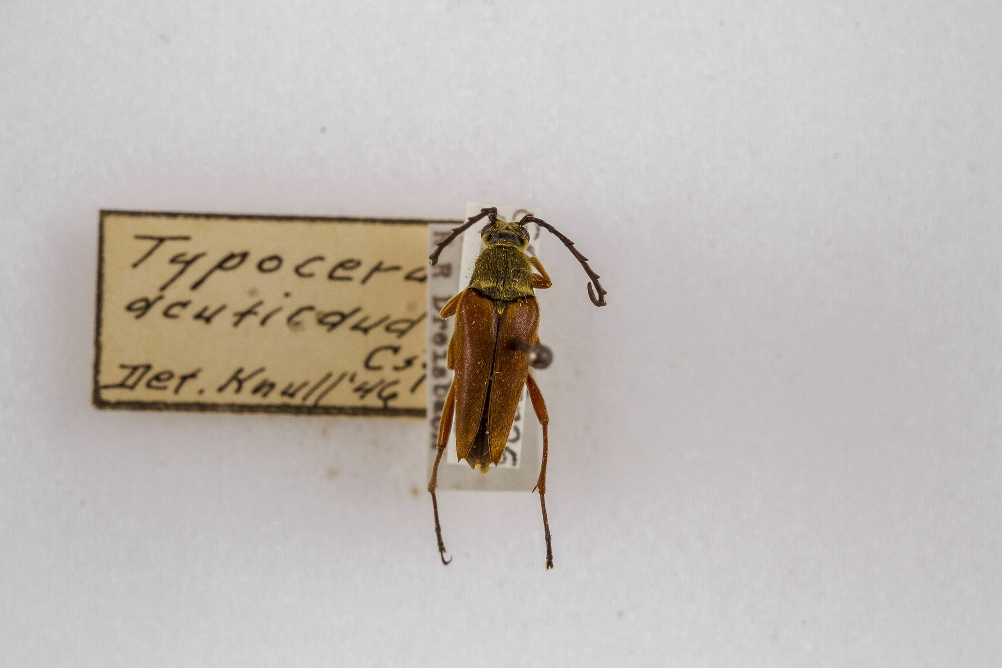 Image of Typocerus acuticauda, a species of Insect