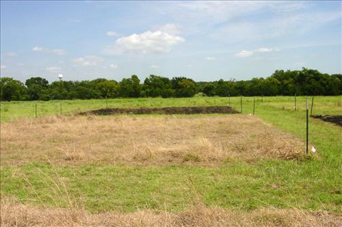 Experimental plots for King Ranch Bluestem research project at Lyndon B. Johnson NHP in 2004