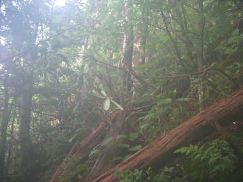 Plot Code: GRSM_AA_0569_6