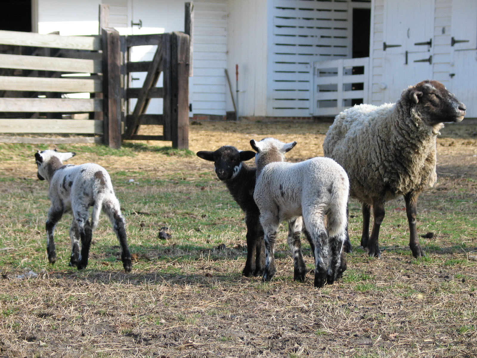 Hog Island Sheep, one adult and three lambs, one  white with black spots, one black, and one white with fewer spots, the adult is white with a black face, standing in pasture