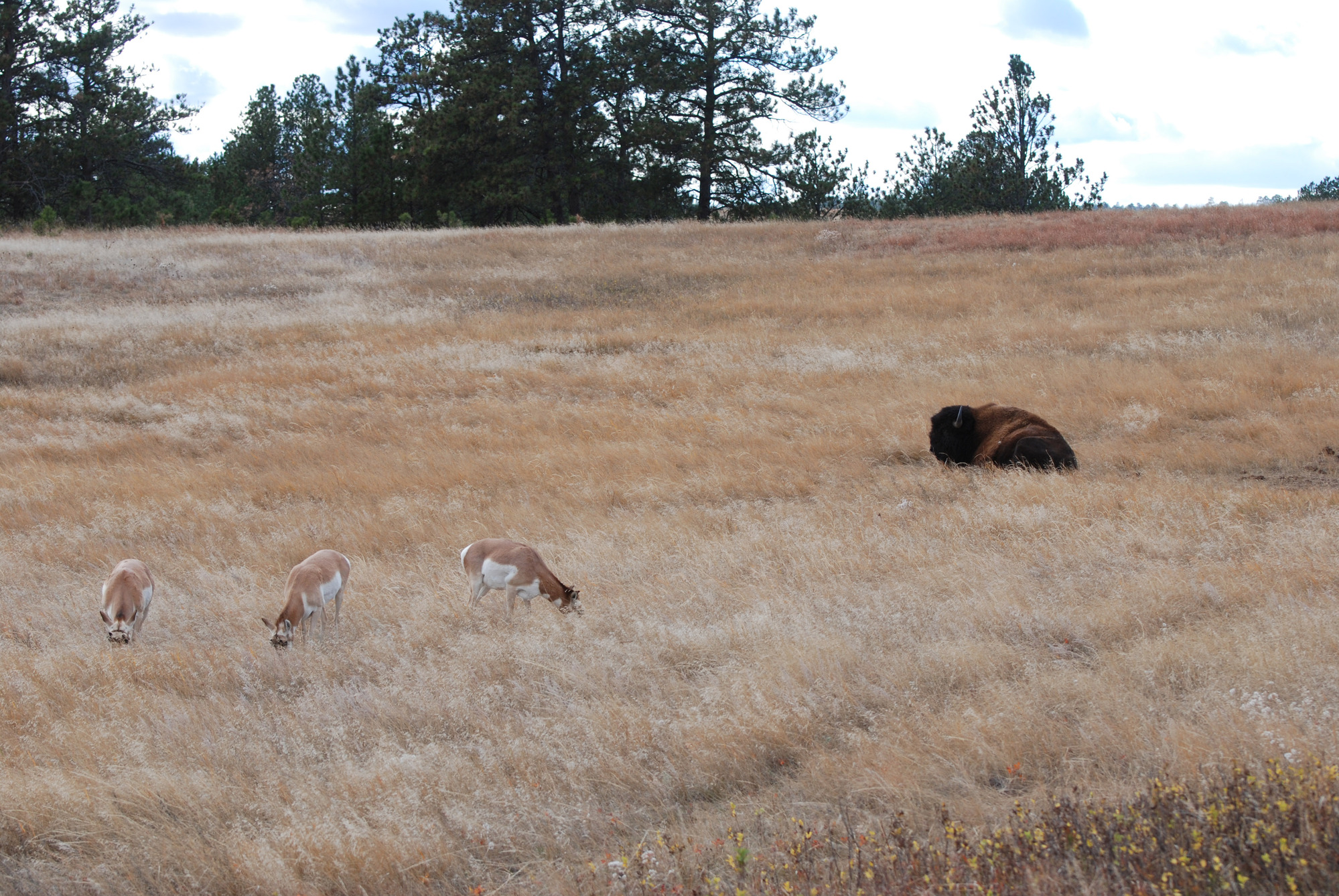 a bison lying down in the grass while three pronghorns graze nearby