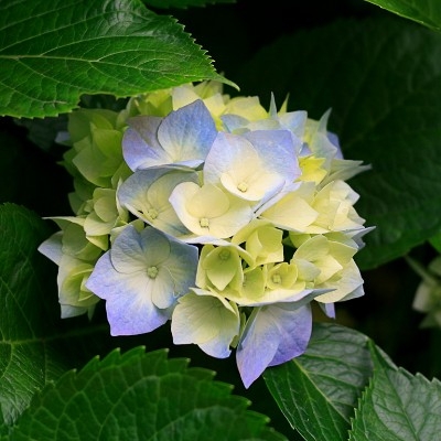 blue & green flower