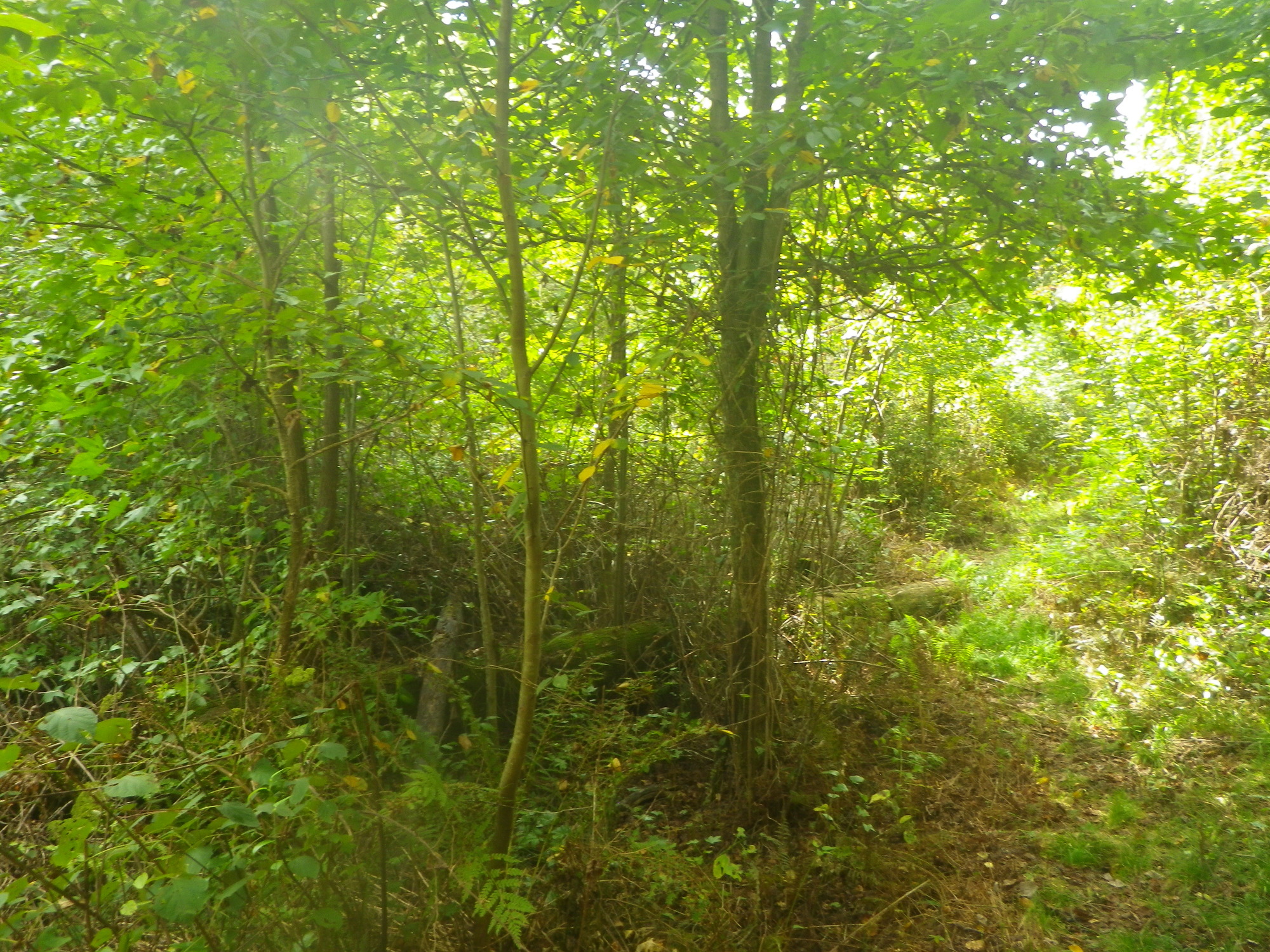 GRSM Accuracy Assessment. Plot Code: GRSM_AA_0651_4