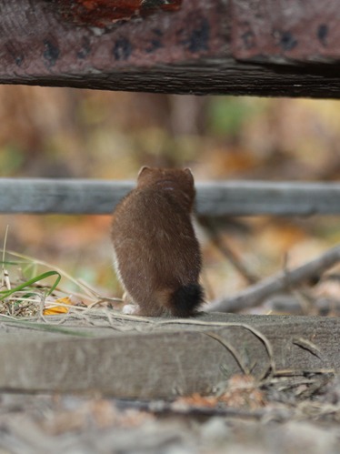 small brownish animal with black tipped tail