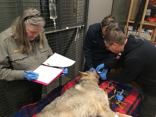 Female wolf 014F having a tooth inspection by veterinarians. Former Isle Royale National Park Superintendent, Phyllis Greene, records data. 
