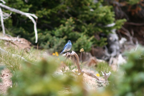 Mountain Bluebird