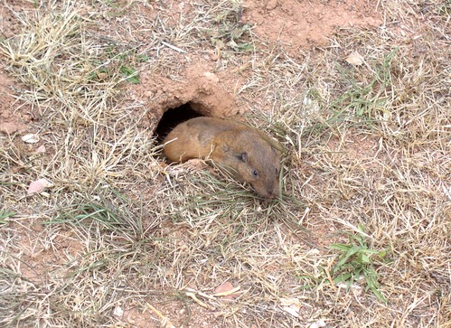 A long brown pocket gopher sticks half it's body out of a small hole in the ground.