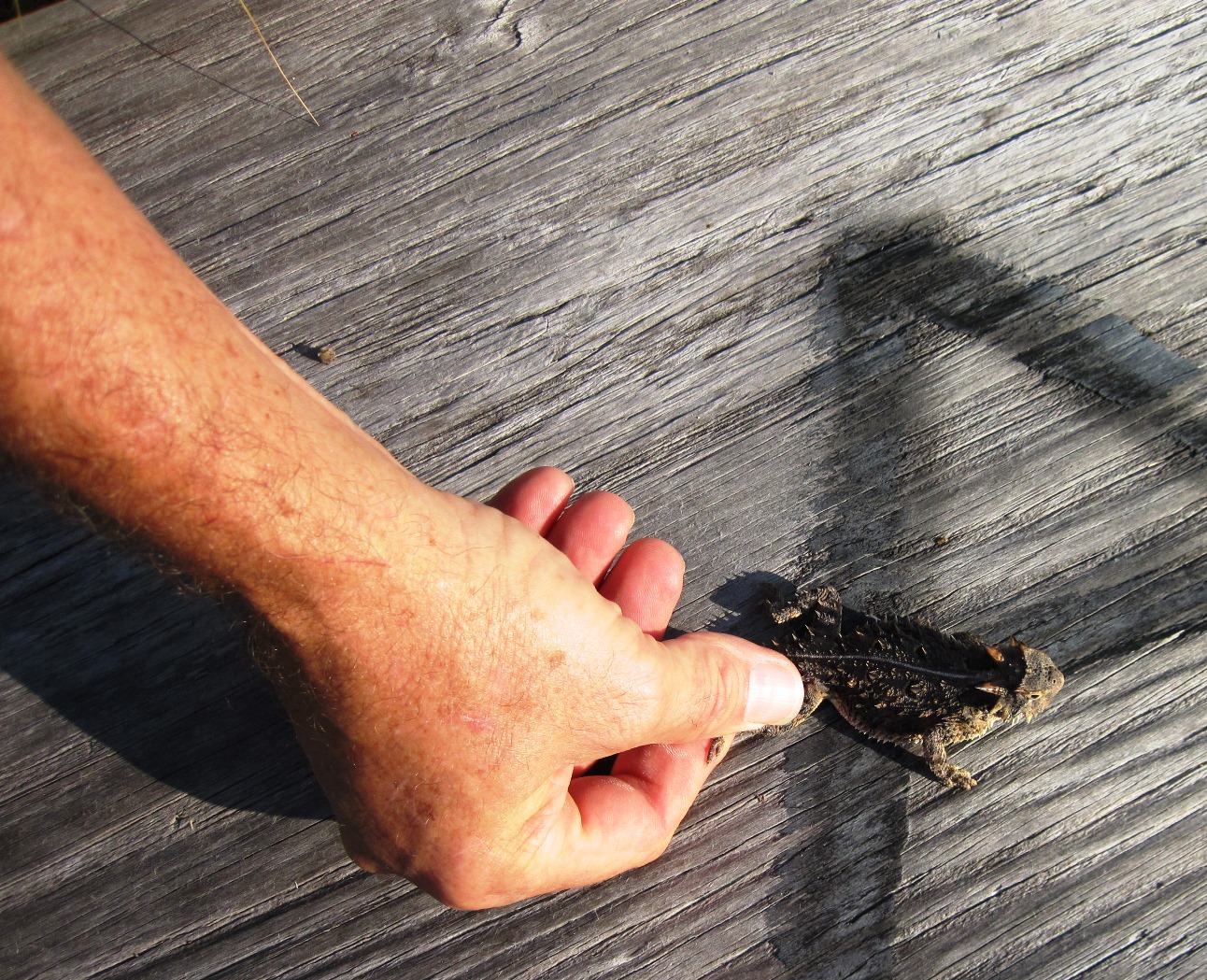 A volunteer releases a horned lizard.