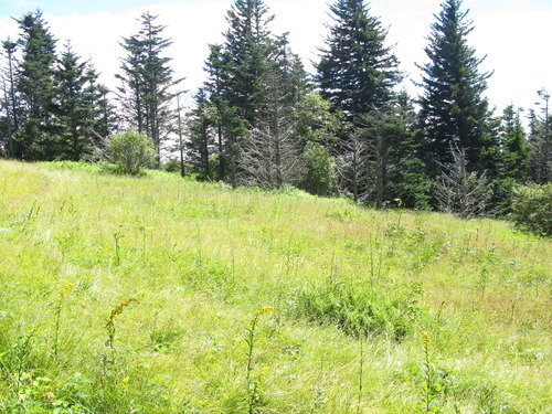 GRSM Accuracy Assessment. Plot Code: GRSM_AA_0307_4