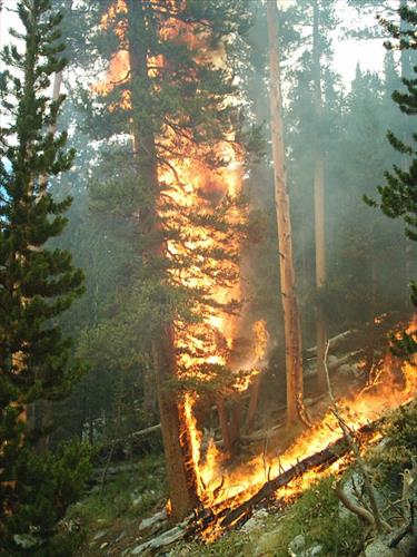 McClure wildfire used for resource benefit, Sequoia and Kings Canyon National Parks, summer 2004