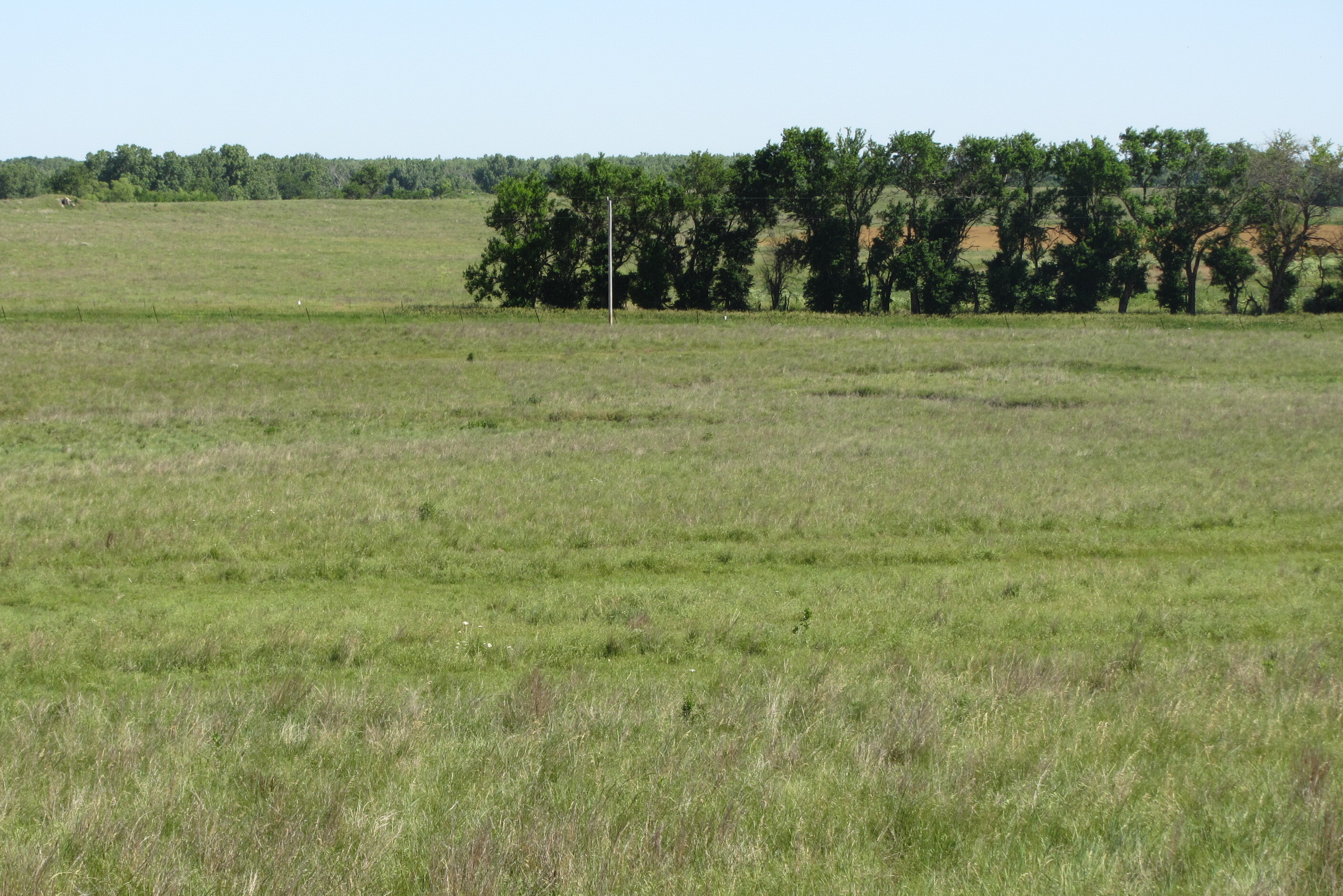 A grassy field with trees in the background.