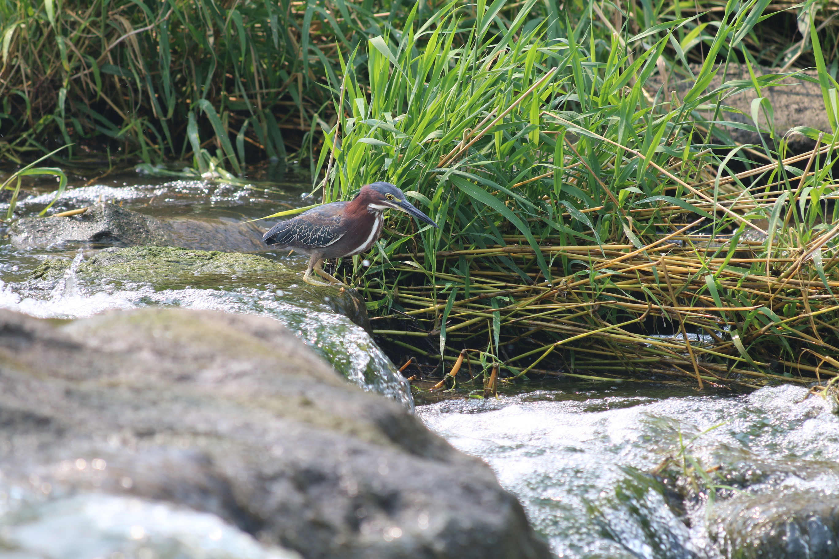 Green heron squatting on rocks before jumping in Pipestone Creek