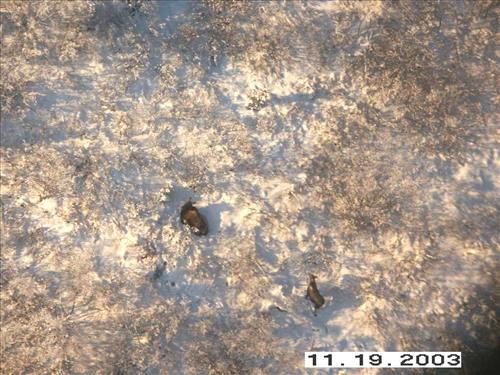 Moose Survey, Yukon-Charley, 2003 2