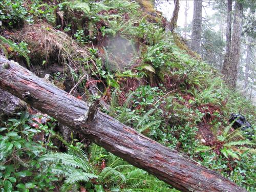 Dasiy Prospect Olympic National Park January 2012