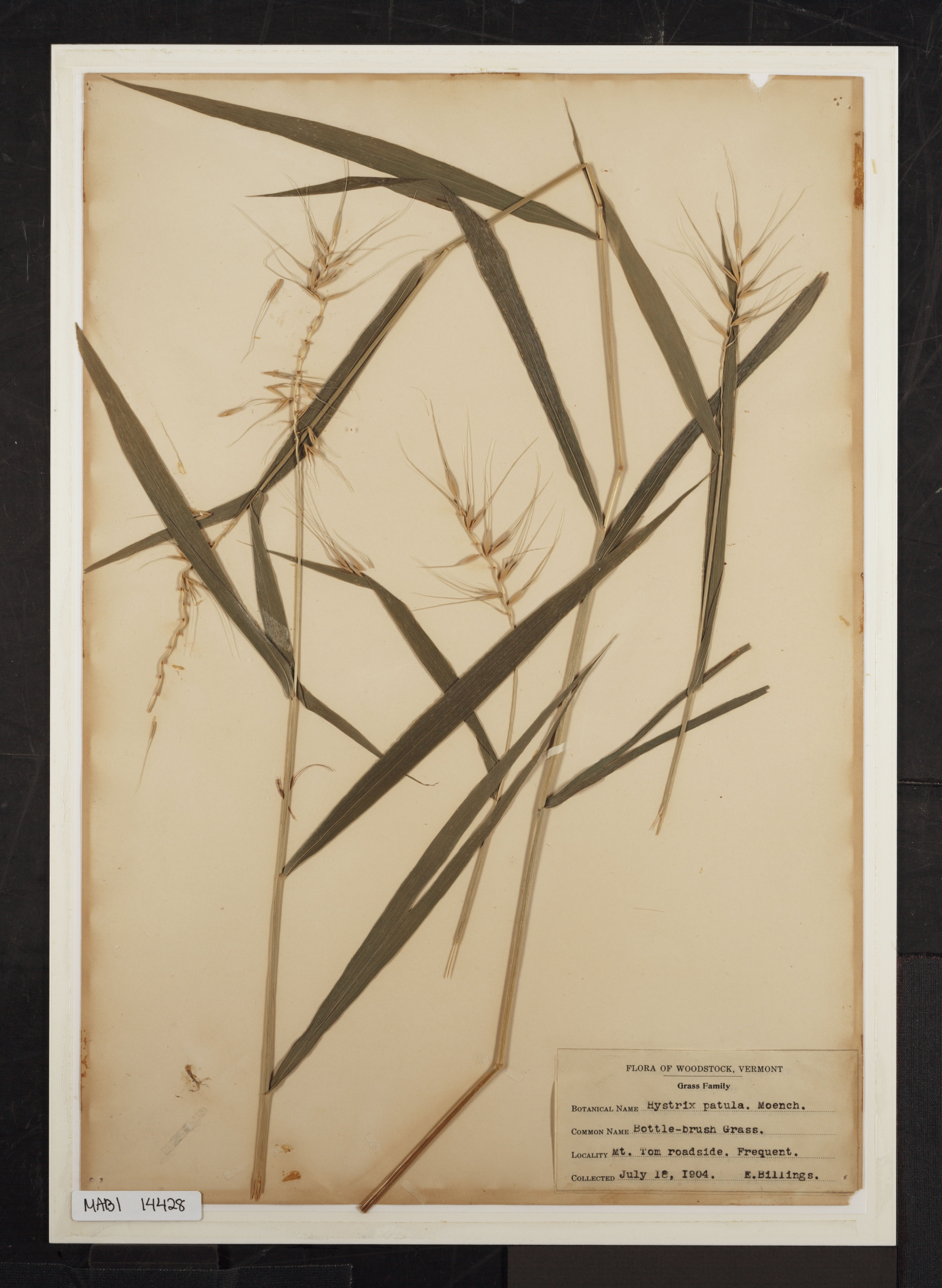 Preserved biological specimen on paper.