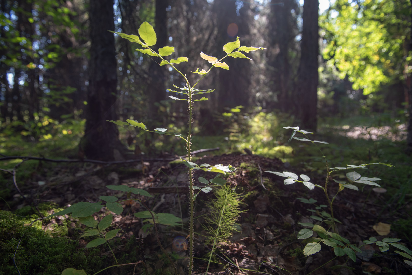 2018 LACL Place Names